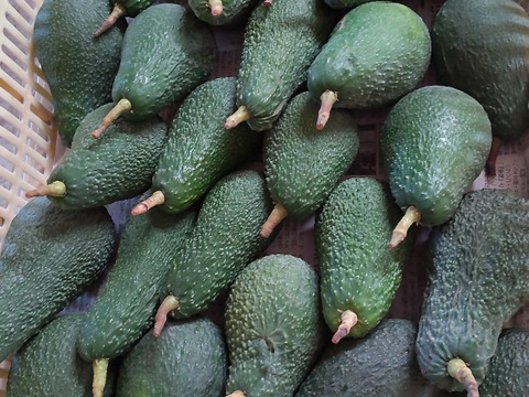 愛情たっぷり特選「愛媛アボカド」約１kg