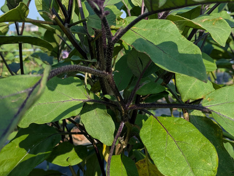 【香川県産】　艶よし、味よし中長なす　１Kgセット