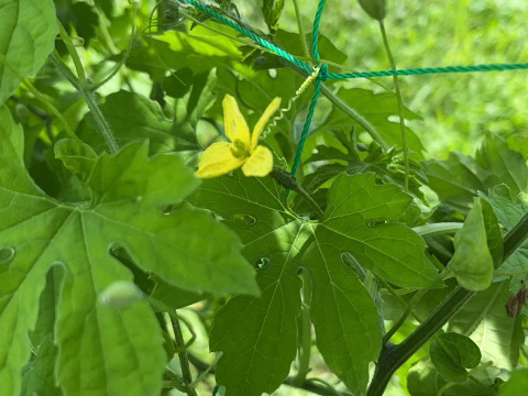 【淡路島 自然栽培 固定種 ズッキーニ】2キロ 無肥料 農薬不使用　サラダにお新香、グリルにソテー、緑色白ズッキーニ（UFO）食べ比べ