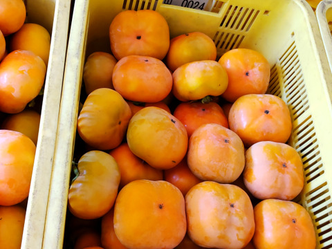シャキシャキ食感！豊橋特産次郎柿 (家庭用 １２個)
