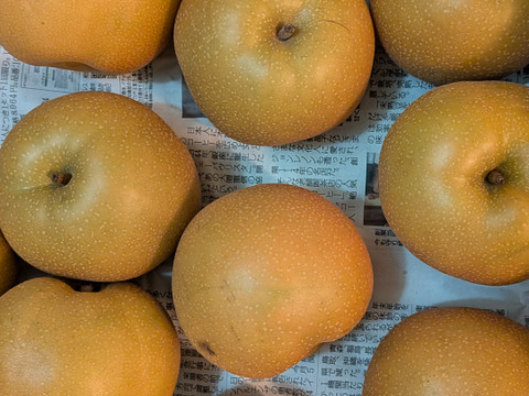 梨、李、シャインマスカット