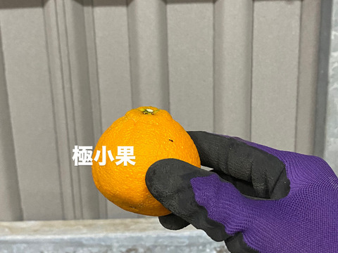 【大特価】加工用デコ　9キロ