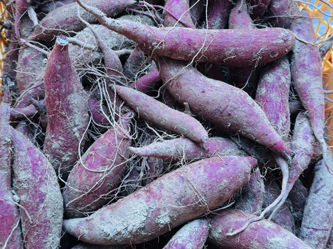 kyoko様用　ふくむらさき　　栗かぐや