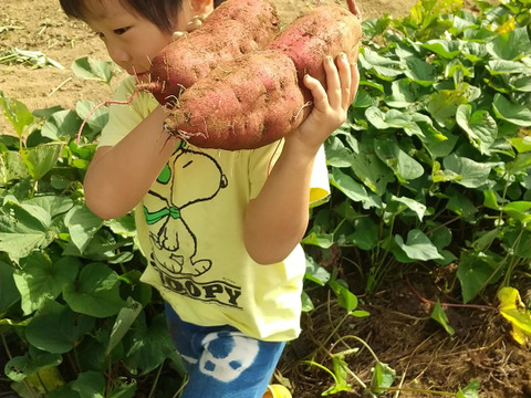 秋のしあわせ：さつまいも「紅はるか（3㎏）」　農薬化学肥料不使用