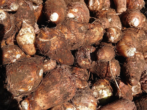 【農薬及び化学肥料不使用】ねっとり滑らかな里芋（3k）