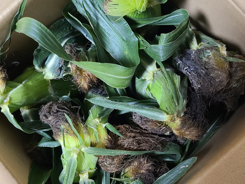 朝収穫して当日発送！とうもろこしゴールドラッシュ約5k 2Lサイズ11本〜12本