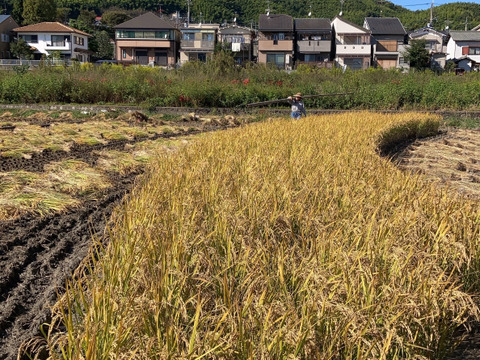 天日干し　ヒノヒカリ　新米10kg