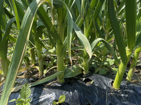 【期間限定】掘りたて！『四国カルスト大野ヶ原産の生にんにく白玉王』サイズは(小から大)土付き 3玉