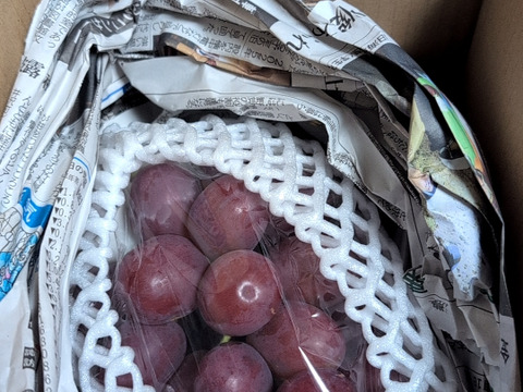 長野県限定品種！クイーンルージュ1房（約500g）