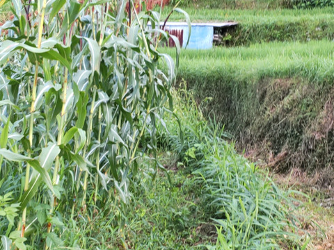 農家魂♥土どんぱ餅♥4種類詰合せ　8枚入300ｇ×4パック