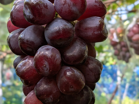 最終セール🍇ブラックシャインマスカット 【富士の輝】