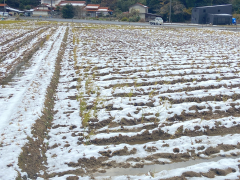 令和７年9月に刈り取りました。
新米☆☆にじのきらめき(大粒)☆酵素散布米
にじのきらめき 玄米２キロ精米無量
