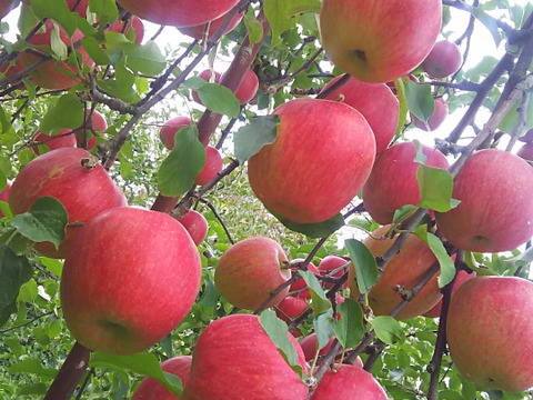 信州りんご２箱パック🍎
