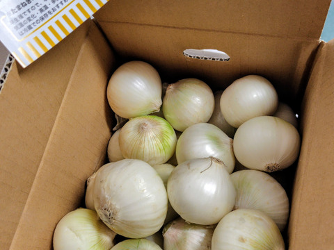 【訳あり】≪希少品種≫幻の真っ白な白たまねぎ ５kg　特別栽培　ひょうご安心ブランド認証取得