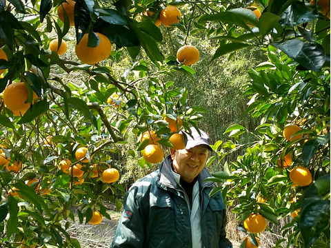食べごろ！農薬不使用甘夏 5キロ