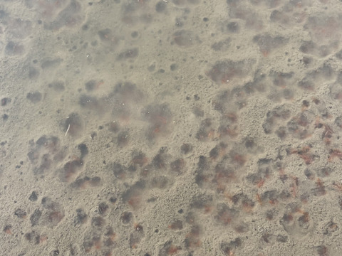 年末セール☃️きてらのコシヒカリ🌟島根県・山のお米！弥栄-玄米30kg-農薬不使用-隠れた名産地‼︎‼︎