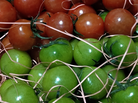 Ⓧ1.2kg【野菜ソムリエサミット銀賞＆金賞受賞】プチぷよ＆プチぷよグリーン《冬の陣》