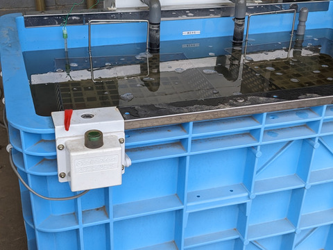 【笠間の栗】渋皮煮に最適！筑波３L(5kg) 温湯殺虫済