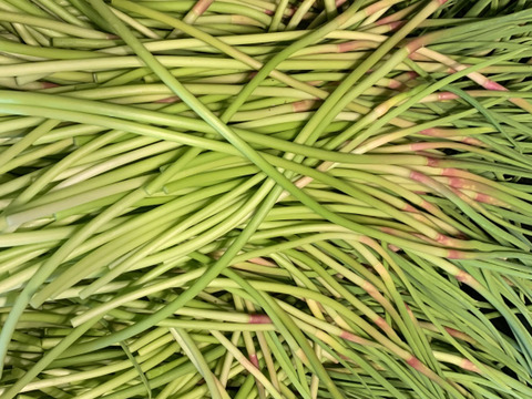採れたて 自然栽培 にんにくの芽 500g 国産希少