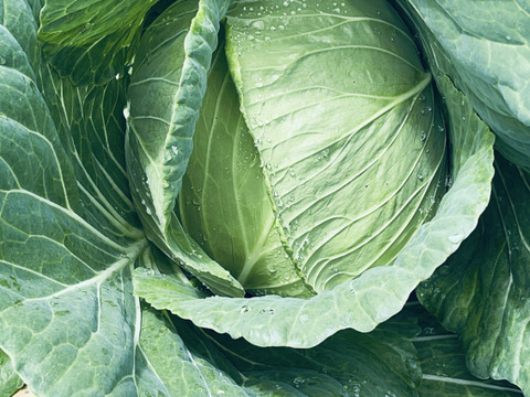 今が旬❗️甘〜い‼️大野ヶ原高原キャベツ🥬Lサイズx2p