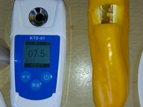 【数量限定】イタリアンパプリカ　パレルモ黄色　3～5本