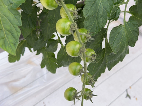 トマト好きが作ったあきずに毎日食べたいミニトマト１Kg