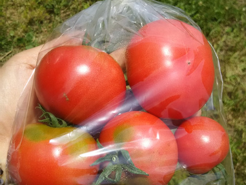 難あり❗トマトソース用🍅🍅🍅【数量限定❗❗】旬のトマト約３㎏🍅🍅🍅 ばぁばのモノスゴイ野菜😋