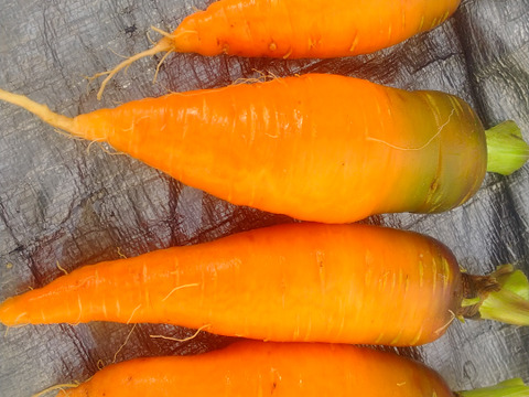 自然栽培の人参2kg