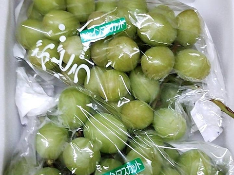 楽天市場】【ふるさと納税】 シャインマスカット 1.2kg 以上 2房