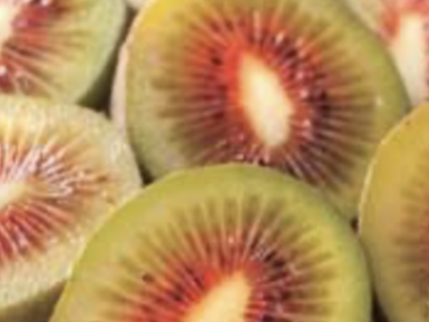 旬のキウイ2品種大玉2.0kg(20~25個)🥝【希少品種レインボーレッド・大人気イエロージョイ】農薬不使用✨️どちらも甘くてとってもジューシー‼️B品のおまけ付き😋