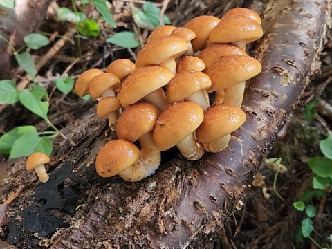 ★予約商品【原木栽培】厳選なめこ（なめ茸） つぼみ・中開き 500グラム