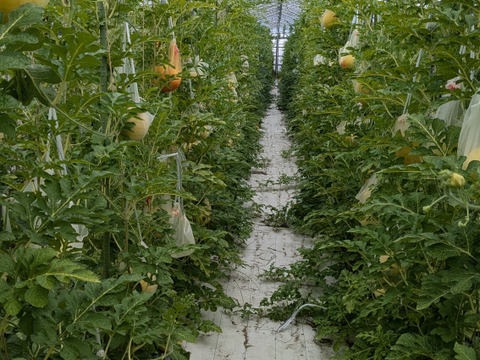 【夏ギフト】残り1日！追加注文受付中！
シャリ感と甘さのダブルパンチ！希少種！金福スイカ（約2kg）