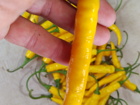 黄金とうがらし500g