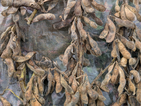 [農薬・化学肥料・除草剤不使用] 玄米豆もち(400g×2袋)