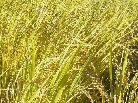 【新米令和７年産！】ヒノヒカリ5kg