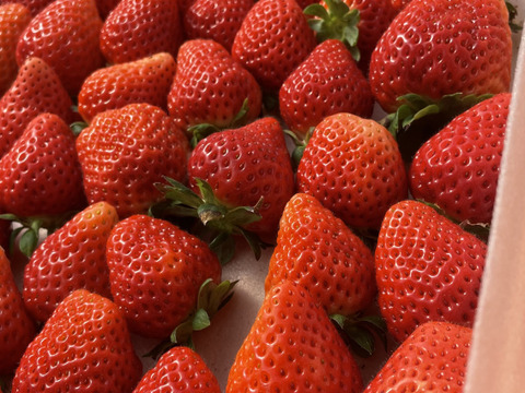 稀少苺？徳島川内産『あまえくぼ』250g以上×4p