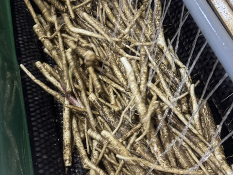 掘りたて新ごぼう　またの名を天御柱根別ごぼう　1kg