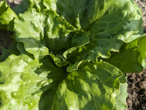 シャッキシャキ‼️みずみずしさが段違い 
リーフレタス６玉と玉レタス２玉セット