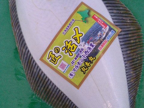 匠の活〆！！ヒラメ　1.5kg程度