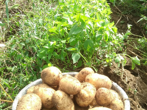 農薬不使用無肥料栽培じゃがいも　ピルカ　サイズ混合 3ｋｇ　木村秋則式自然栽培 青森県  自家採取種芋