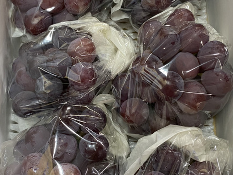 【超お得！】果物王国晴れの国岡山県産オーロラブラック  (4〜6房 2kg以上)【ご家庭用】