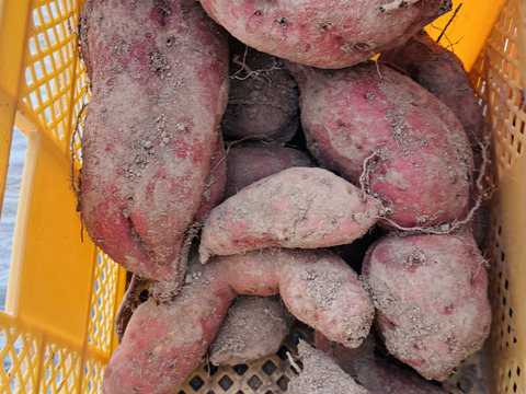 訳ありホクホク甘〜い『紅あずま』5kg