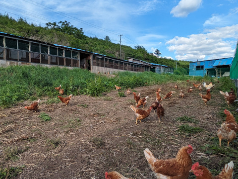 【ワインぶどう名産地】純国産鶏種もみじ貴重な放牧飼いワイン卵　30個