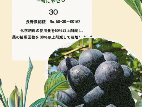 信州種無し巨峰1ｋｇ