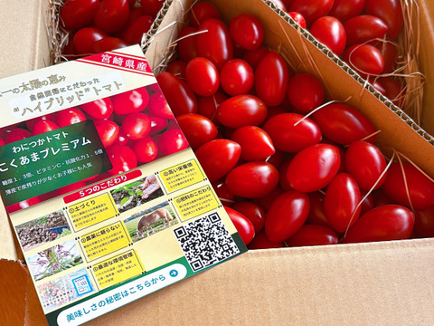 【本当にミニトマトなの？！】新品種『わにつかトマト こくあまプレミアム』【1.2kg】はじけるジューシーな味わい フルーツトマト