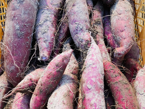 予約　栗かぐや　5kg 栽培期間中　農薬不使用