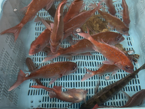 ☆海鮮パックの詰め合わせ☆　鮮魚　海の幸　津本式血抜き　瀬戸内海　天然　漁師　刺身　海産物　5個限定！