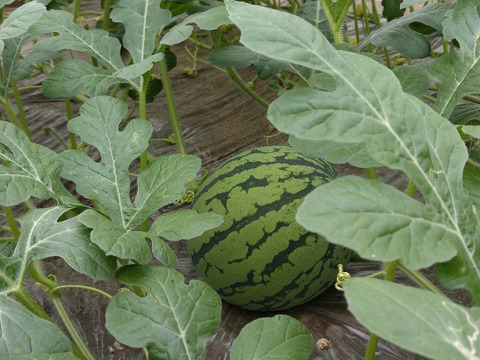 熊本植木産 西瓜の王者【金色羅皇】：熊本県産の金色羅皇｜食べ