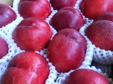 甘くてジューシー！ネクタリン『スイートトップ』(秀品約3㎏)【お中元対応可】