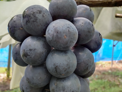 長野県産 「ナガノパープル」「シャインマスカット」 2房入り 合計900g